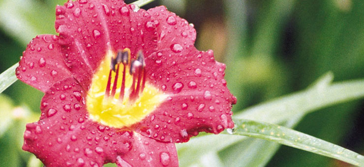 Daylilies