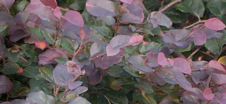 Loropetalum Chinese