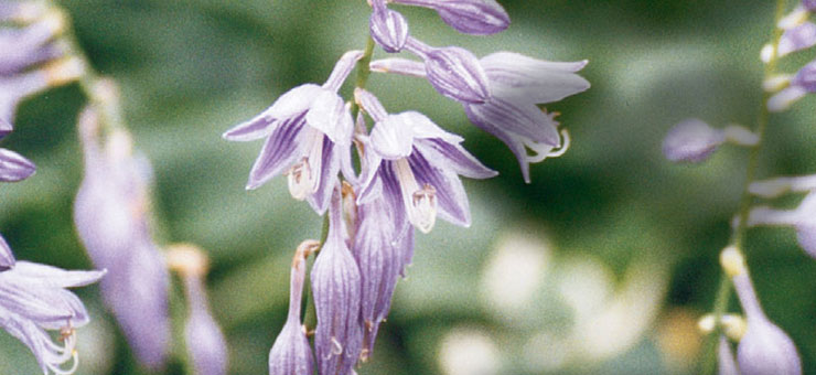 Sieboldiana Elegans