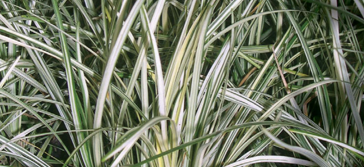 Silver Mist