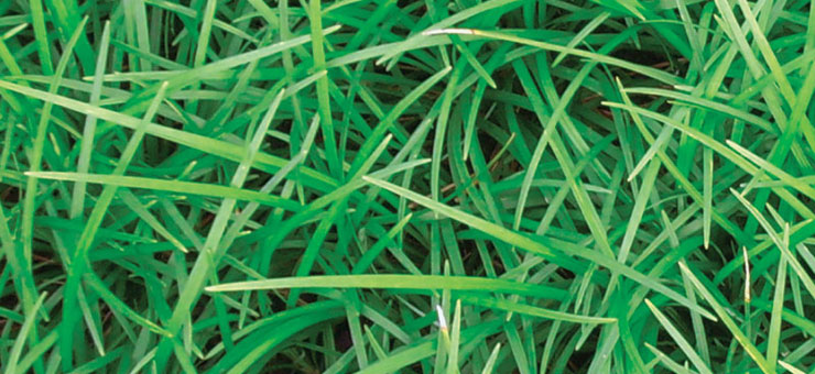 aztek grass
