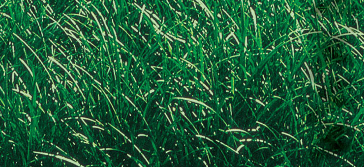 aztek grass