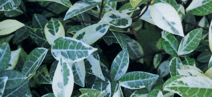 Variegated Asian Jasmine